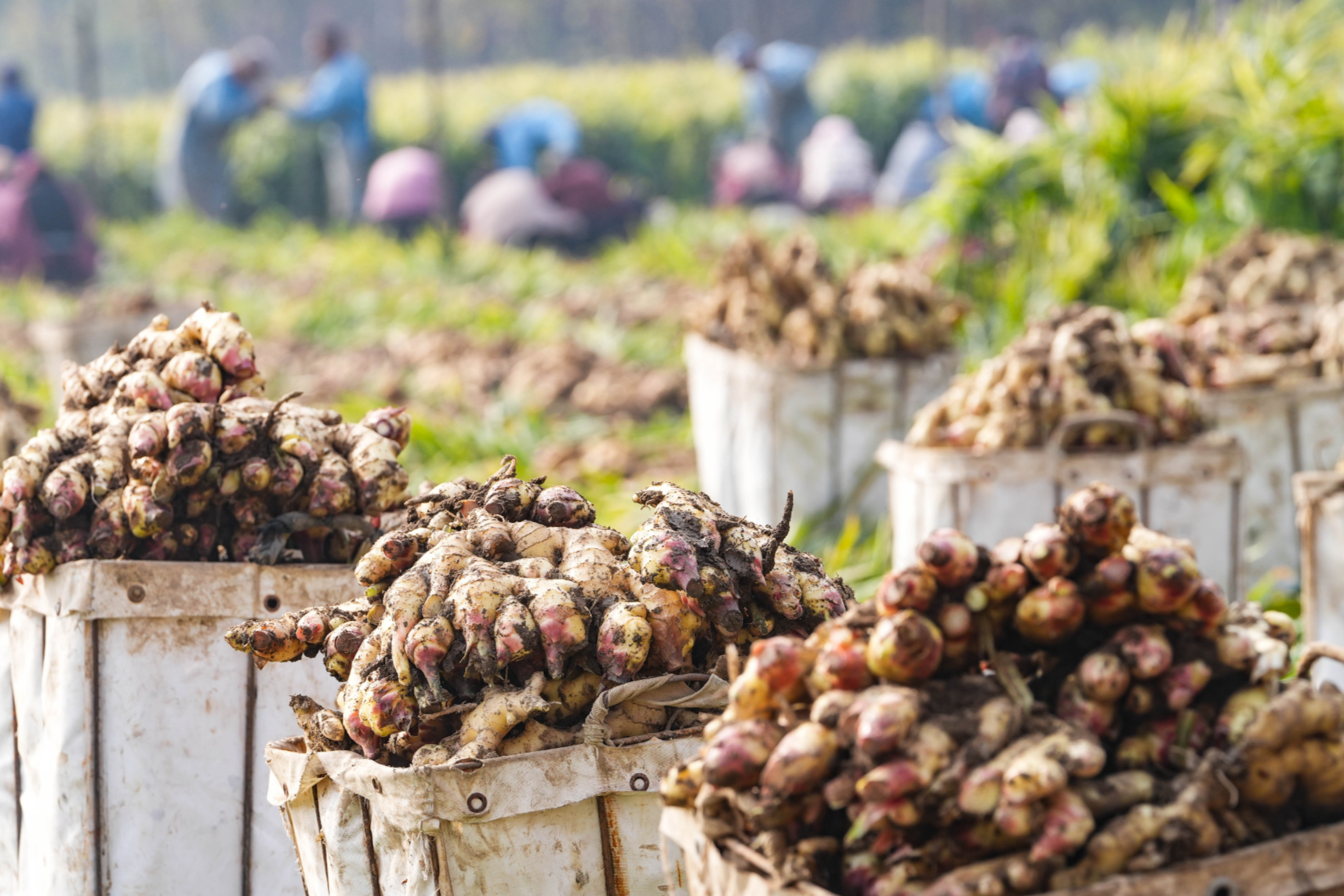 山東鄒平：山地鮮姜大豐收 集體村民共致富